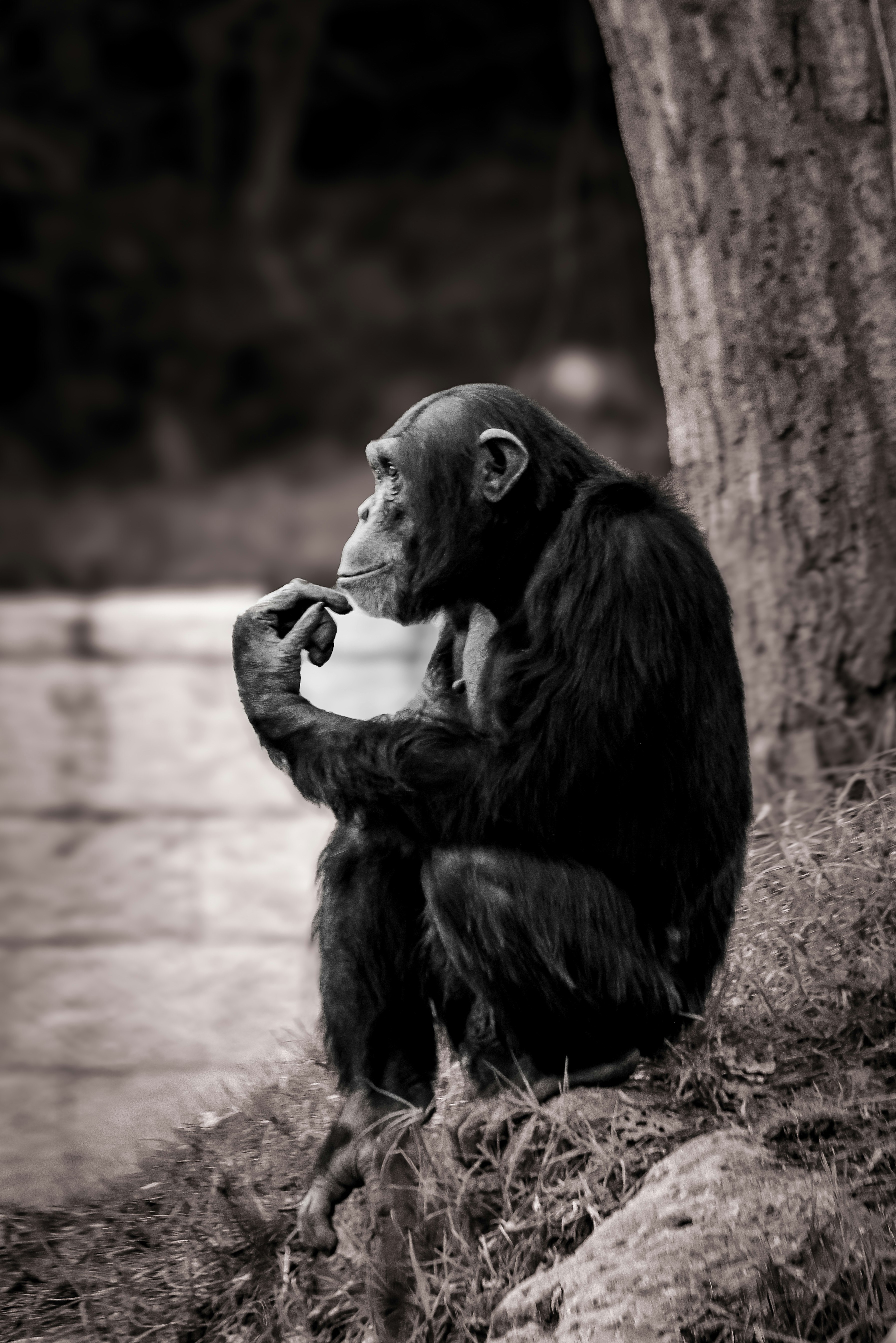 AI, animals, and other non-human intelligences | Eindhoven Center for ...